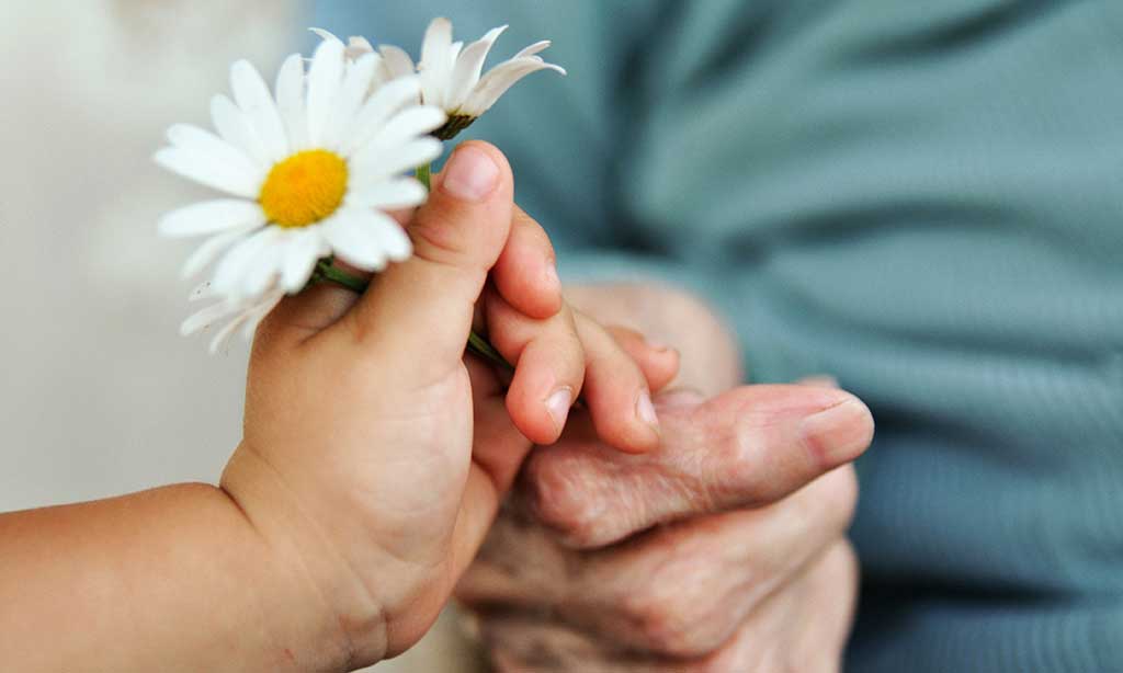 Eine Kinderhand gibt eine Blume an eine alte Person.