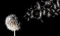 Eine Pusteblume vor schwarzem Hintergrund