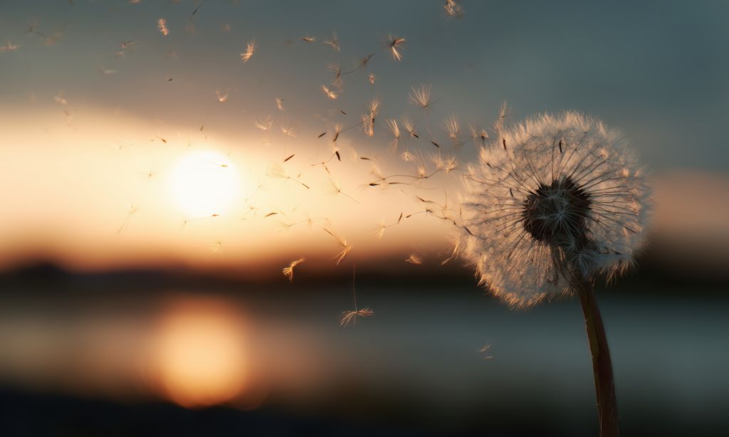 Eine Pusteblume zerstreut ihre Blüten vorm Hintergrund der untergehenden Sonne.