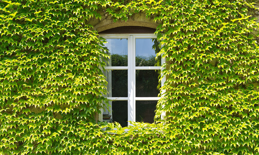 Mit Efeu umranktes Fenster als Beispiel für Fassadenbegrünung.