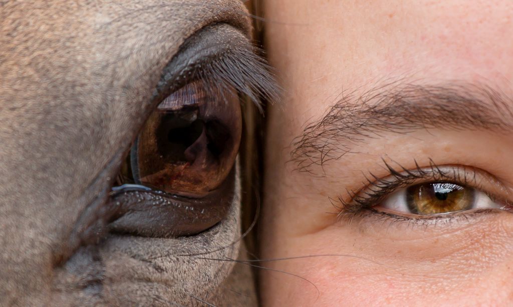 Close-up von einem Pferd und einer Frau