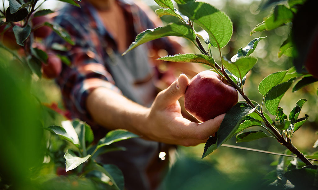 Eine Person umschließt mit der Hand einen Apfel an einem Apfelbaum, um ihn zu pflücken. 